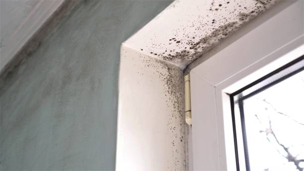 Best Mold Removal for HVAC Installations  in Sisters, OR