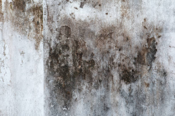 Best Black Mold Removal  in Sisters, OR