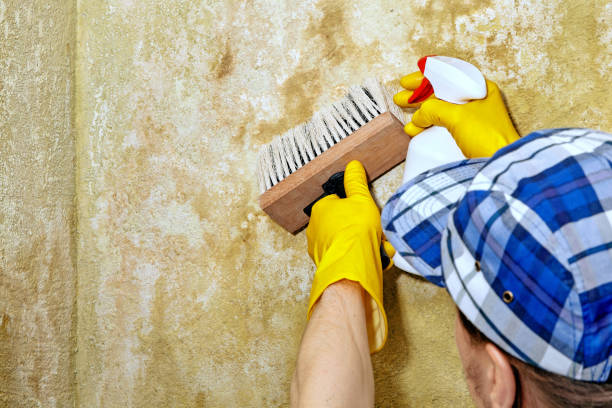 Best Mold Remediation for Rental Properties  in Sisters, OR