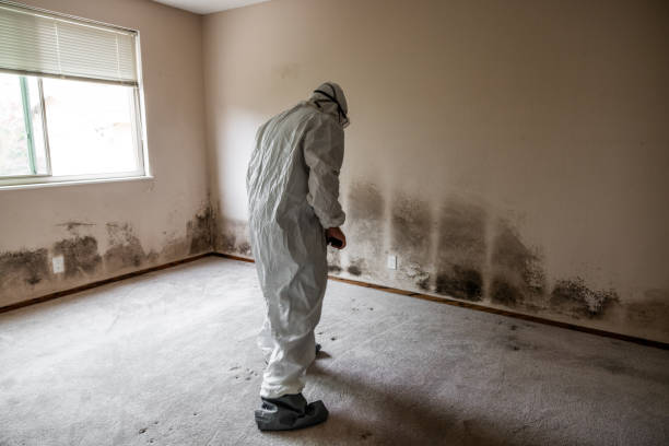 Best Environmental Consulting for Mold Prevention  in Sisters, OR