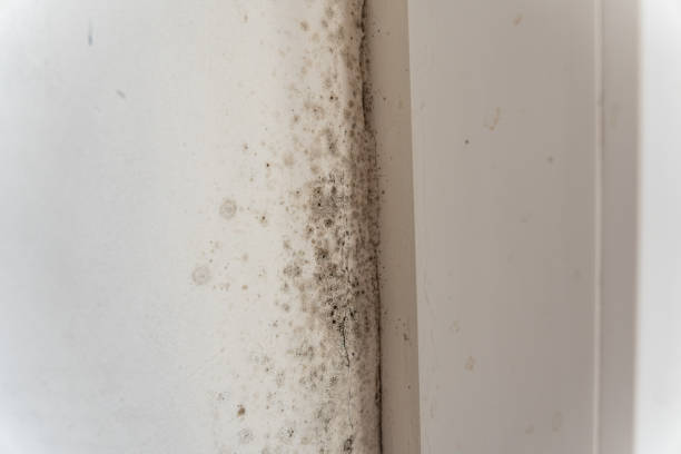 Best Commercial Mold Inspection  in Sisters, OR