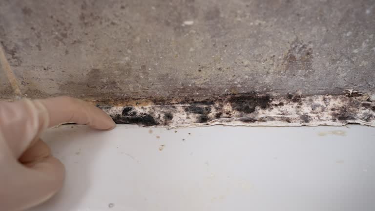 Best Mold Documentation for Insurance Claims  in Sisters, OR